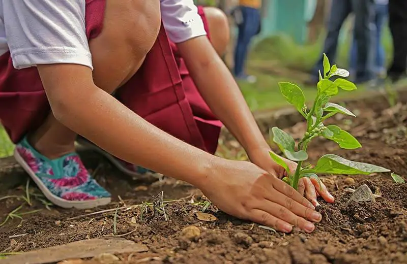 Planting a tree